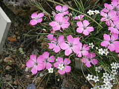 Plante à fleurs roses à cinq pétales.