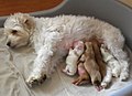 Image 2A female dog is nursing her newborn puppies. (from Dog)