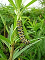 Raupe des Monarchfalters (Danaus plexippus) auf Gomphocarpus physocarpus