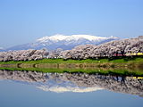 蔵王連峰と一目千本桜