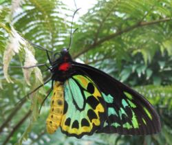 Ornithoptera euphorion