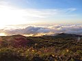 Nearing the end of vegetation growth above cloud tops while driving to the summit of Haleakala at sunset.