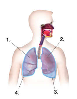 1. Normale long. 2. Gecomprimeerde long. 3. Pleuravocht. 4. Pleura (longvlies)