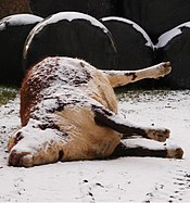 a dead red and white bullock covered with snow