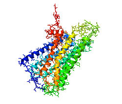 Cannabinoid-Rezeptor 1