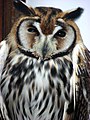 Some owls like this striped owl from Japan have feather "tufts" that look like ears.