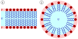 Structure d'un cristal liquide lyotrope de type eau/huile/surfactant