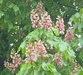 Aesculus