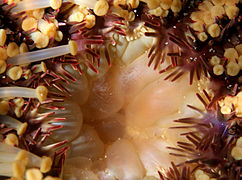 Gros plan sur l'estomac partiellement dévaginé d'une Acanthaster planci, dérangée en plein repas.