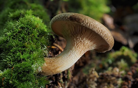 Paxillus involutus (brown roll-rim fungus) in Golovec forest, near Ljubljana, Slovenia (created and nominated by PetarM)