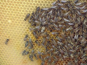 Image illustrative de l’article Apiculture en France