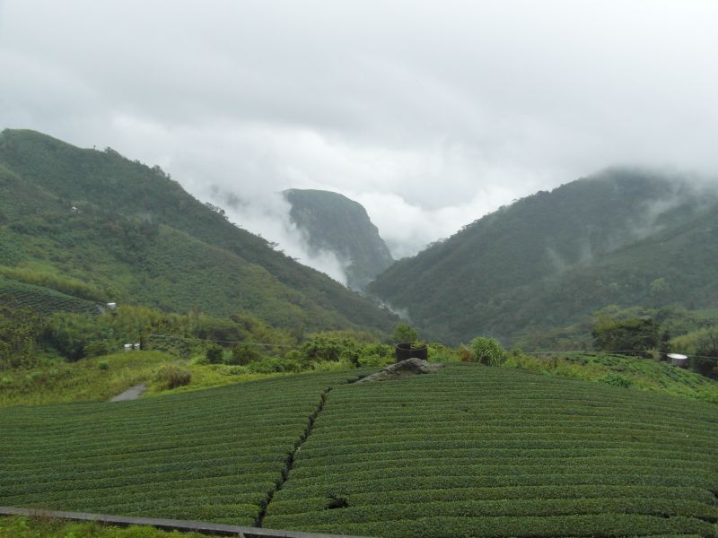 Datei:Alishan-Tea.jpg