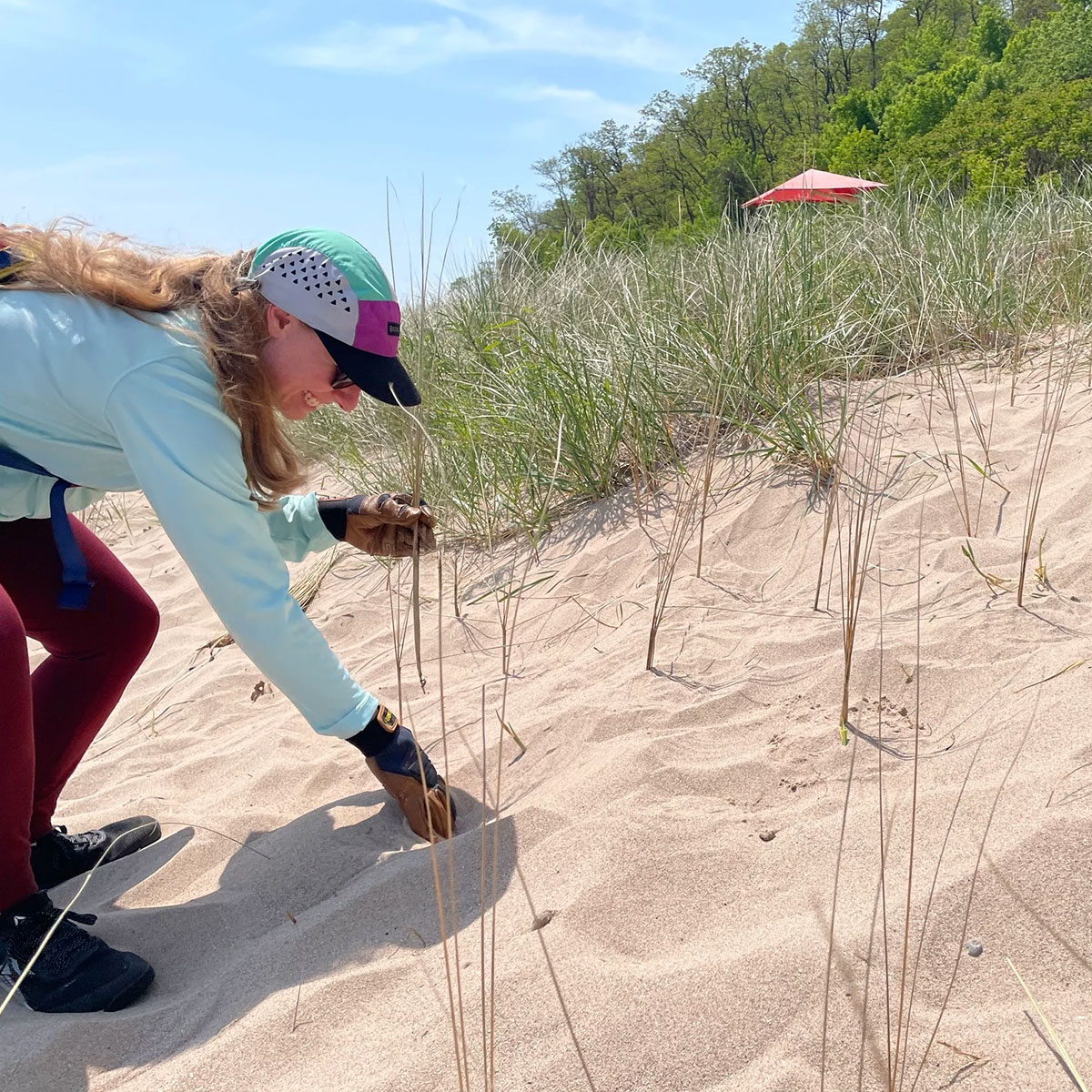 Dune-Restoration