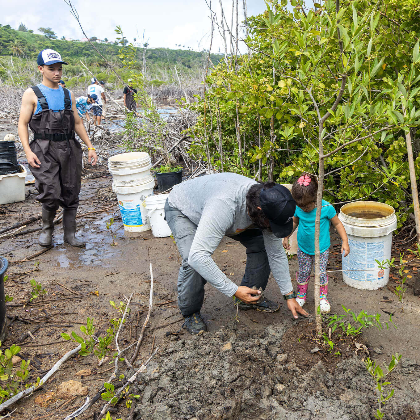 PR-Mangrove-Restoration-1