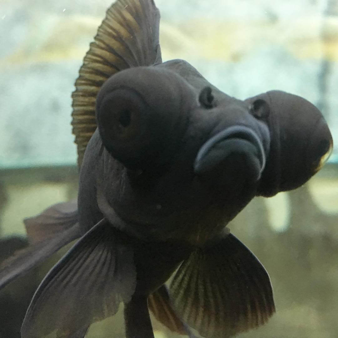 BlackMooreGoldfish.jpeg