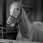 Mister Ed