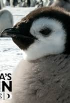 Antarctica's Penguin Emperors 3D (2013)