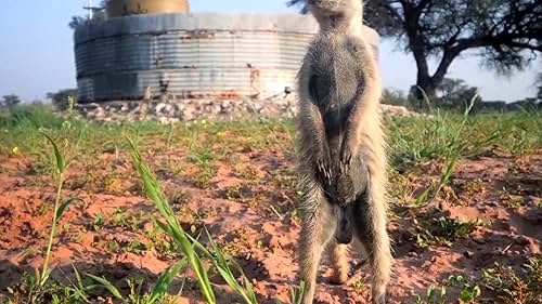 Meerkat Manor: Rise of the Dynasty