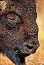 The American Bison: Preservation Starts in Oklahoma (2020)