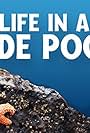 Life in a Tide Pool (2015)