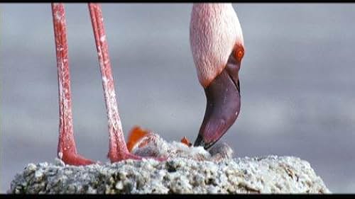 The Crimson Wing: Mystery of the Flamingos