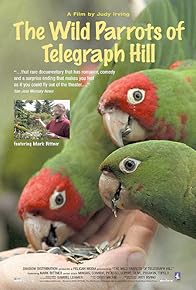 Primary photo for The Wild Parrots of Telegraph Hill