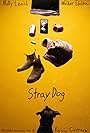 Stray Dog