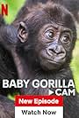 Baby Gorilla Cam (2023)