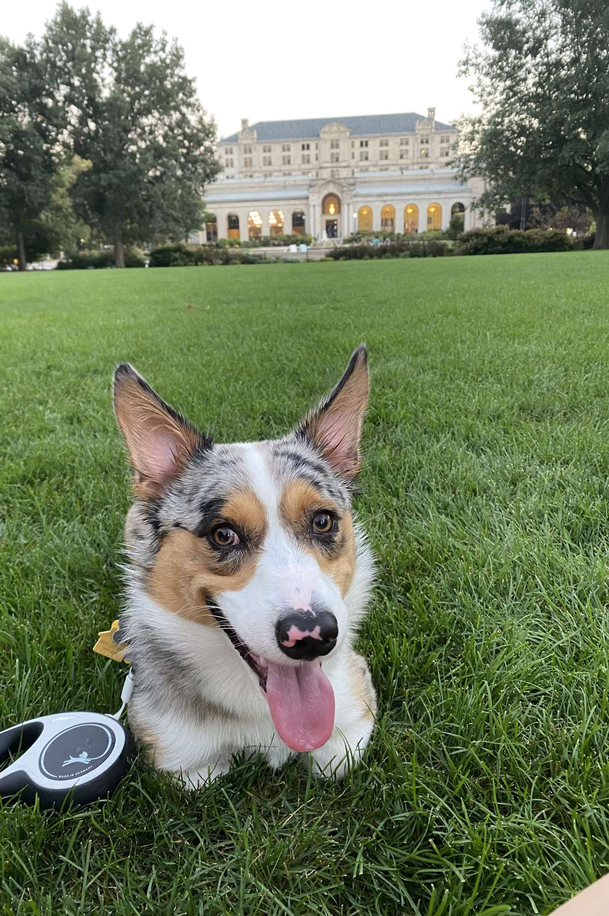 Milo the dog sitting in the grass outside of the memorial union