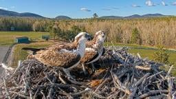 EarthCam: Osprey Cam