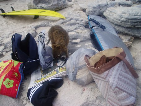 Friendly Quokka at Strickland Bay