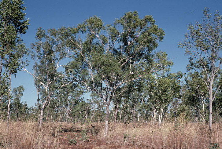 File:Eucalyptus tectifica.jpg