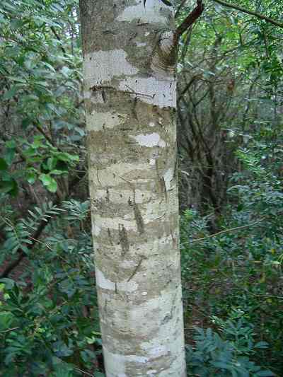 File:Fraxinus ornus corteccia.jpg