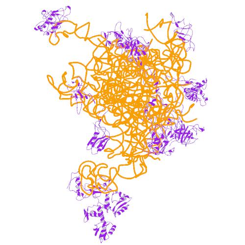 File:PBB Protein MRPL11 image.jpg