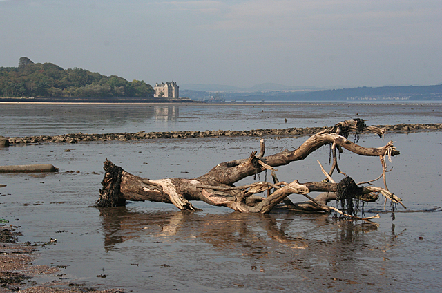 File:Driftwood - geograph.org.uk - 2626384.jpg