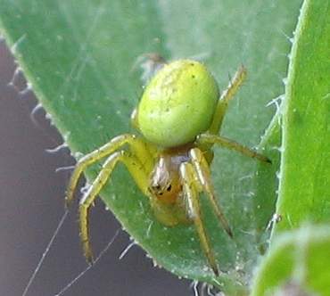 File:Araniella cucurbitina I.jpg