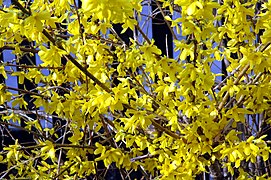 Forsythia (Forsythia viridissima)