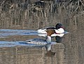 Mergus merganser (cat.)