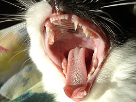 Cat teeth