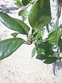 Postbloom fruit drop on citrus in Florida