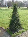 An ornamental Yew in need of shearing