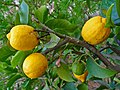 Citron, Citrus medica