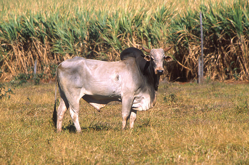 File:Bos taurus indicus.jpg