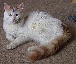 Turkish Van