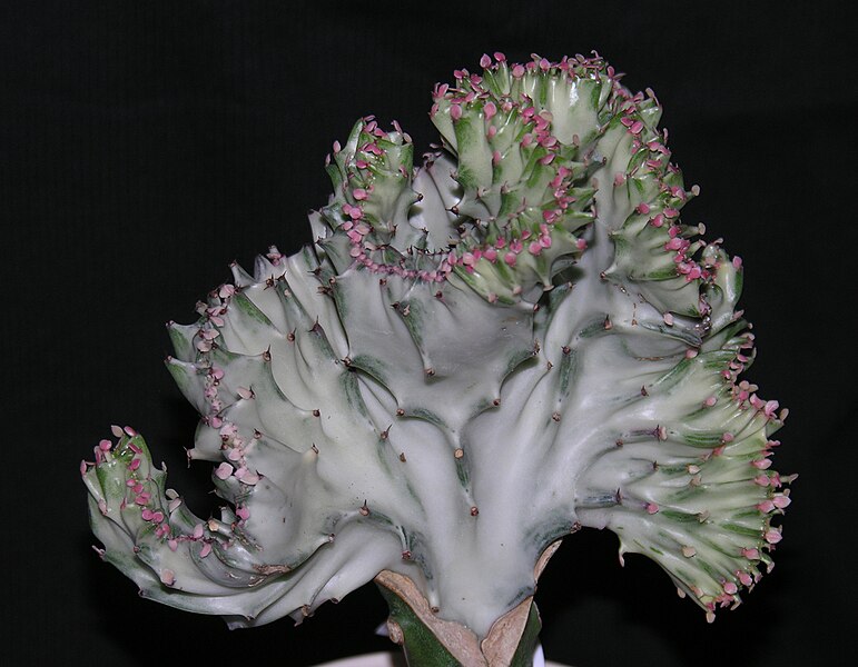 File:Euphorbia lactea fa cristata.JPG