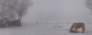 Winterlandschaft im Erzgebirge mit kleinem Pferdbei Altenberg