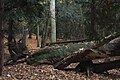 Forest, Nature reserve "Cisy Staropolskie", Poland