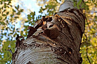 Tree trunks