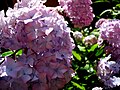 Hortensia in full bloom in a backyard in Sundbyberg Sweden