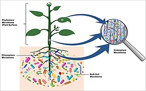 microbiome